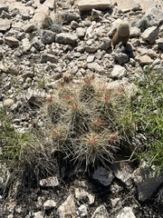 Echinocereus stramineus