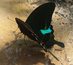 Papilio paris