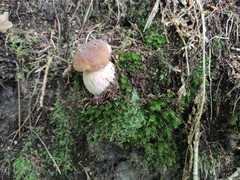 Boletus edulis