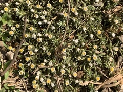 Helichrysum cerastioides
