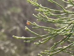 Callitris endlicheri