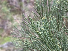 Callitris endlicheri