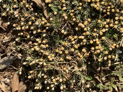 Helichrysum cerastioides