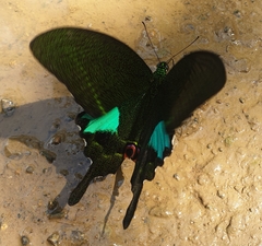 Papilio paris