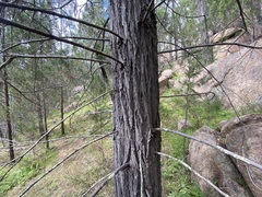 Callitris endlicheri