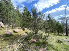 Callitris endlicheri