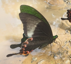 Papilio paris