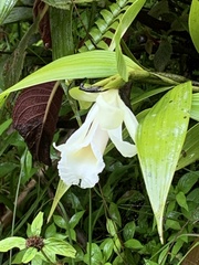 Sobralia