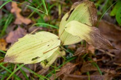 Cypripedium calceolus