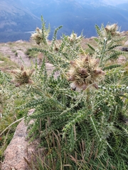Cirsium scopulorum