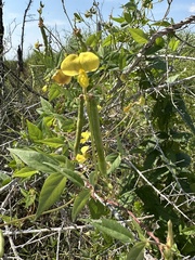 Vigna luteola