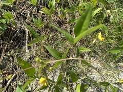 Vigna luteola