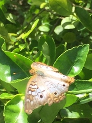 Anartia jatrophae