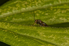 Miridae