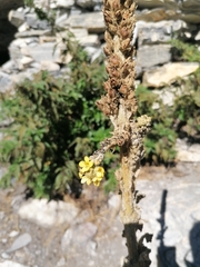 Verbascum