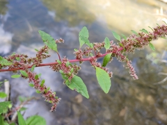Amaranthus hybridus