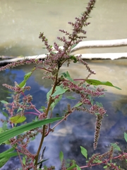 Amaranthus hybridus