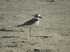 Charadrius wilsonia