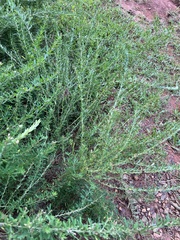 Lespedeza cuneata