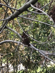 Eucalyptus conferruminata