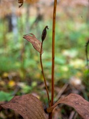 Cypripedium calceolus
