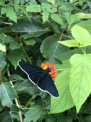 Mysoria affinis