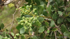 Olea capensis capensis