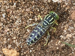 Stictia signata