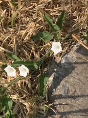 Convolvulus sagittatus