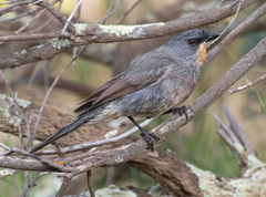 Pachycephala inornata
