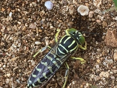 Stictia signata