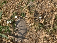 Convolvulus sagittatus