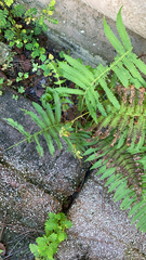 Pelazoneuron kunthii