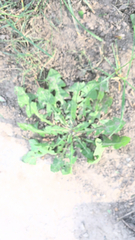 Taraxacum officinale