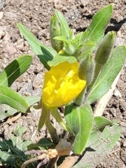 Oenothera villosa