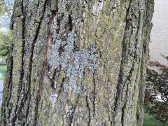 Myelochroa aurulenta