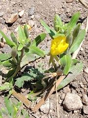 Oenothera villosa