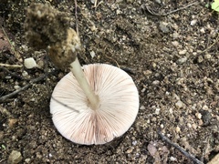 Volvariella