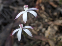 Caladenia clarkiae
