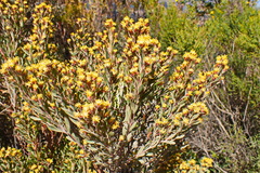 Leucadendron rubrum