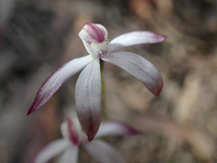 Caladenia clarkiae