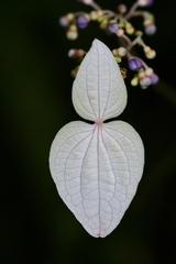 Hydrangea densifolia