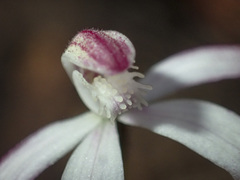 Caladenia clarkiae