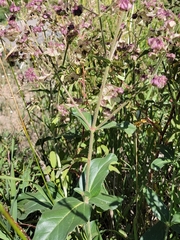 Mirabilis albida