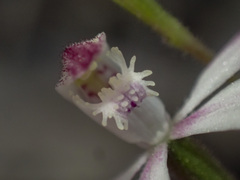 Caladenia clarkiae