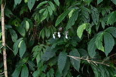 Hydrangea densifolia
