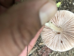 Volvariella