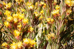 Leucadendron rubrum