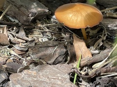 Marasmius vagus