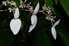 Hydrangea densifolia